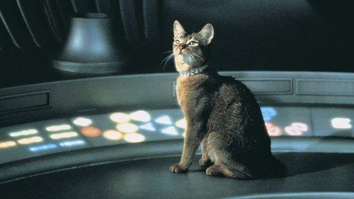 The Cat from Outer Space filmas žiurėti online