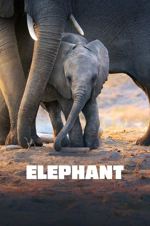 Elephant filmas online