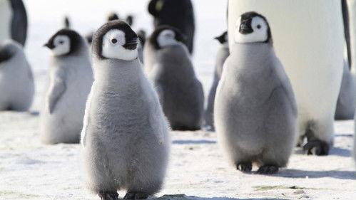 Pengi and Sommi filmas žiurėti online