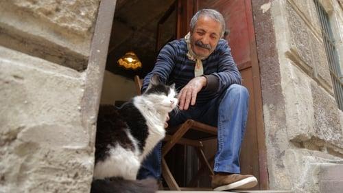 Stambulo katės filmas žiurėti online