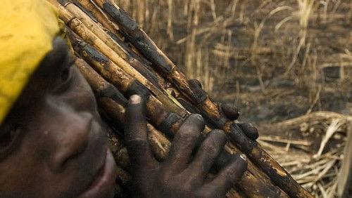 The Price of Sugar filmas žiurėti online