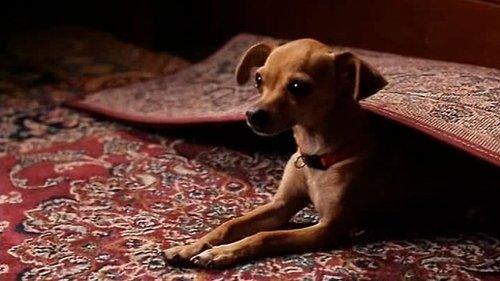 Ping! filmas žiurėti online