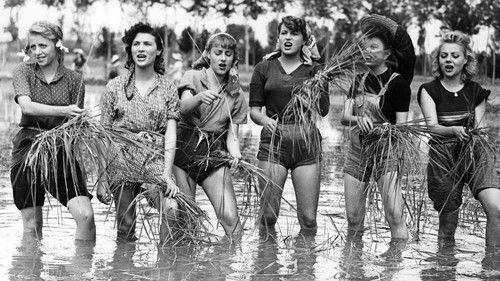 Riso amaro filmas žiurėti online