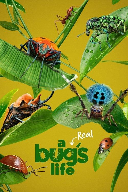 A Real Bug's Life filmas online