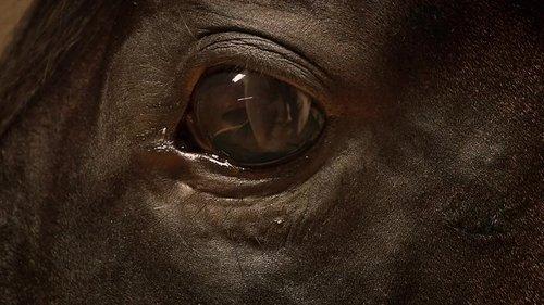 Orphan Horse filmas žiurėti online