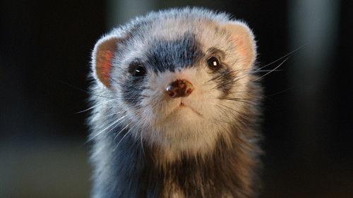 Vaterfreuden filmas žiurėti online