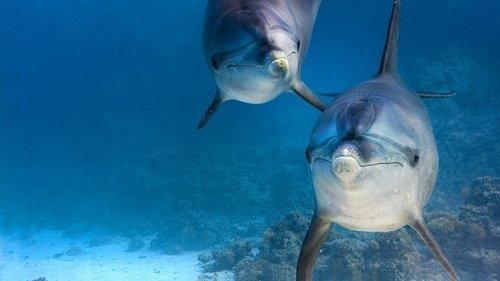 Dolphin Reef filmas žiurėti online
