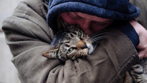 Cat Daddies filmas žiurėti online