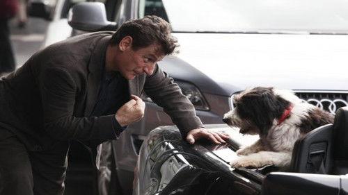 Un cane per due filmas žiurėti online