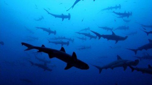 Sharkwater filmas žiurėti online