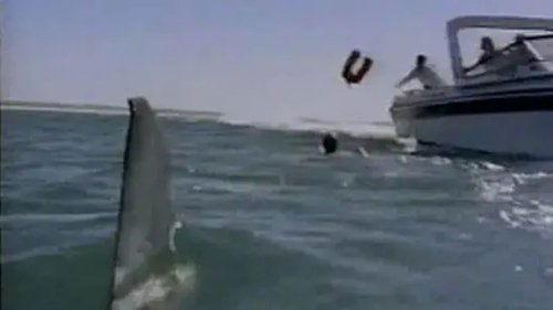 Shark's Paradise filmas žiurėti online