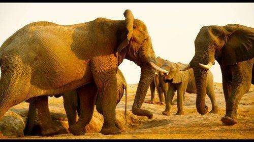 Enchanted Kingdom filmas žiurėti online