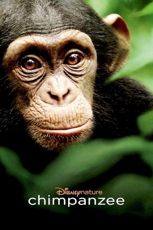 Chimpanzee filmas online