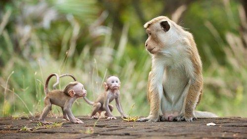 Monkey Kingdom filmas žiurėti online